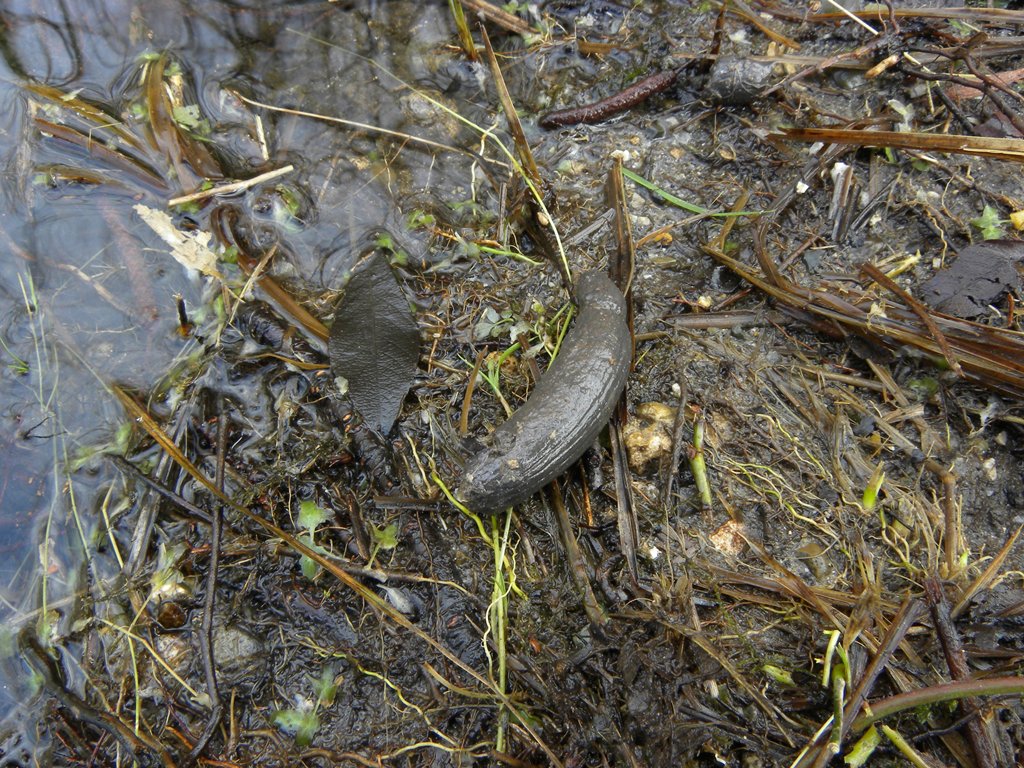 Di chi sar� mai questa cacchina qui?